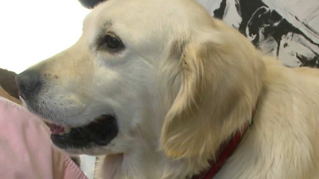 ISU veterinary professor helps save puppy rescued from Iowa puppy mill - Vimarsana News