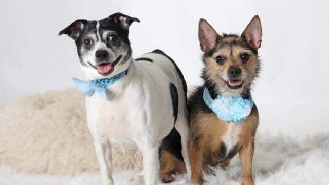 Meet Chessie and Oreo, a bonded duo searching for there Fur-ever home - Vimarsana News