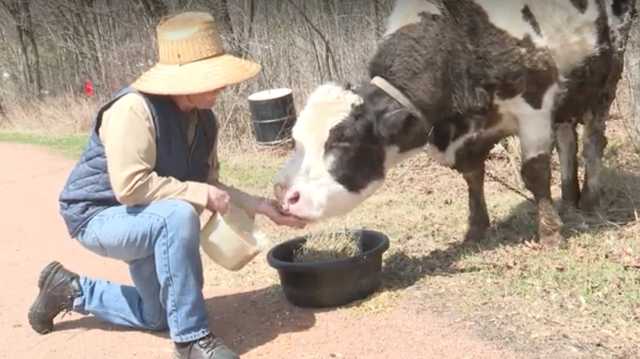 Famous cow with 2 noses, named Lucy, celebrates her 15th birthday - Vimarsana News
