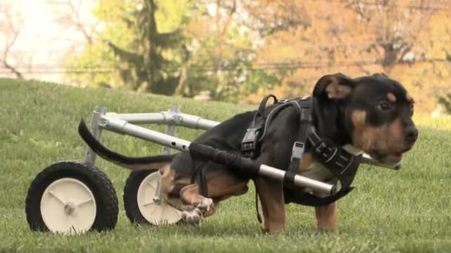E-Town College students help disabled puppy - Vimarsana News