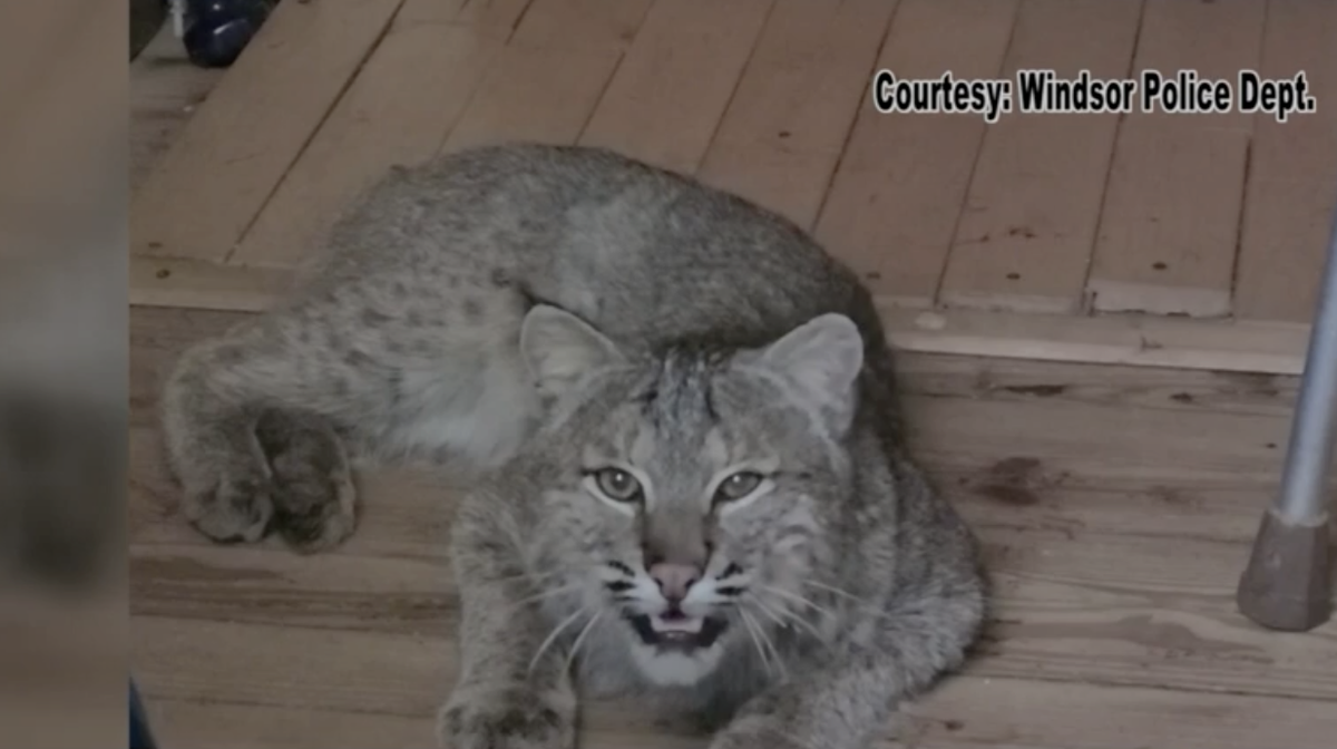 Bobcat attacks man inside his home, officer calls it a 'very rare and unusual circumstance'