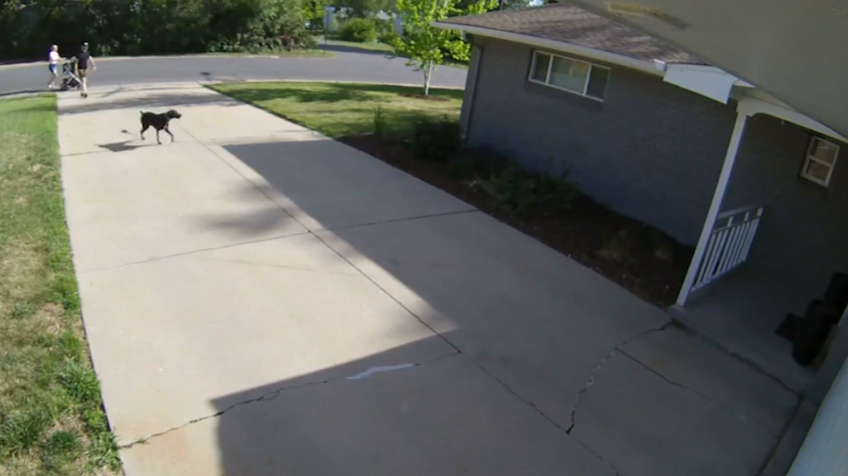 CAUGHT ON CAMERA Dog alerts owners to home intruder