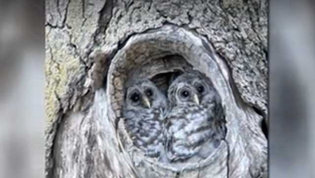 VIDEO: Man rescues owlet stuck in tree - Vimarsana News