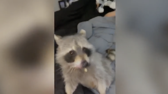 Animal control orders woman to turn over pet raccoon - Vimarsana News