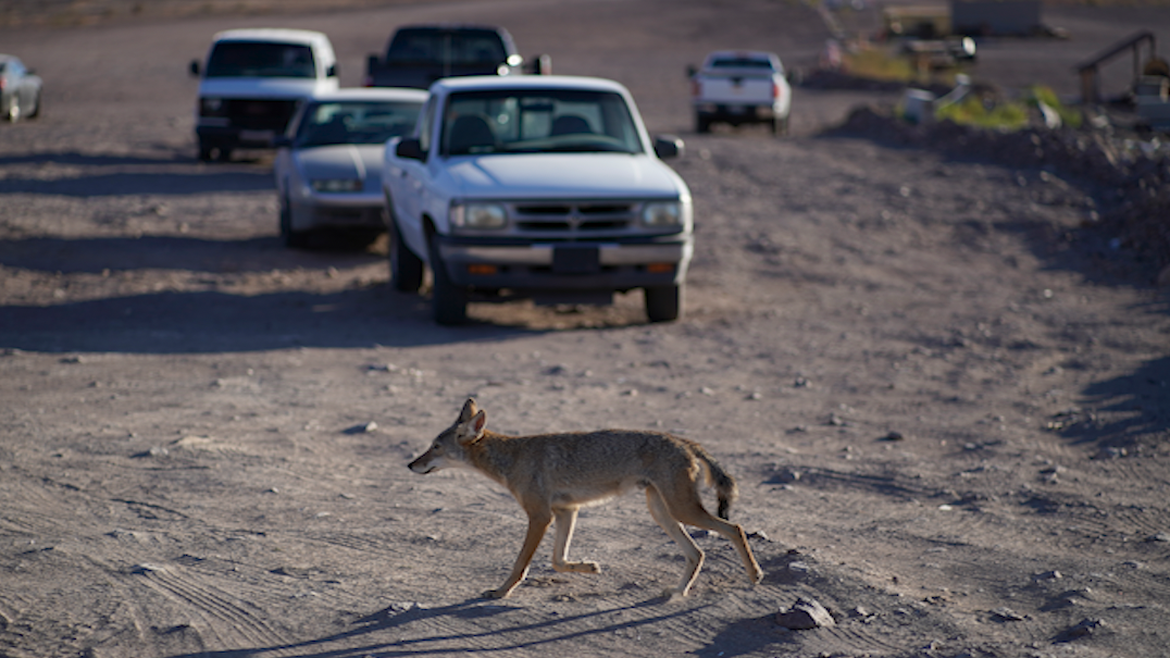 PHOTOS Withering drought shows Lake Mead boat graveyard