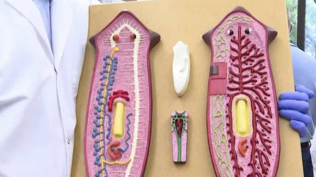 Worm may hold key to treating illnesses in humans - Vimarsana News