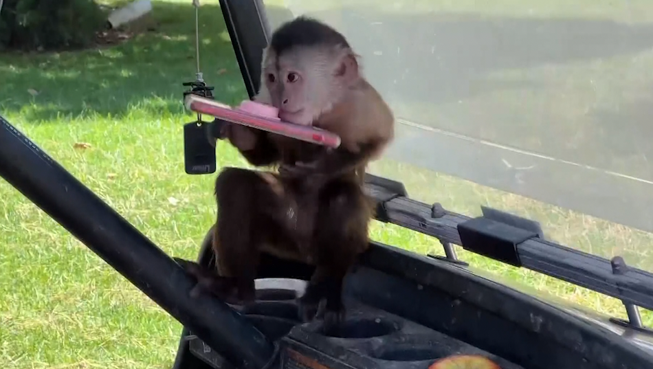 Monkey see, monkey do: Police respond after mischievous monkey accidentally calls 911