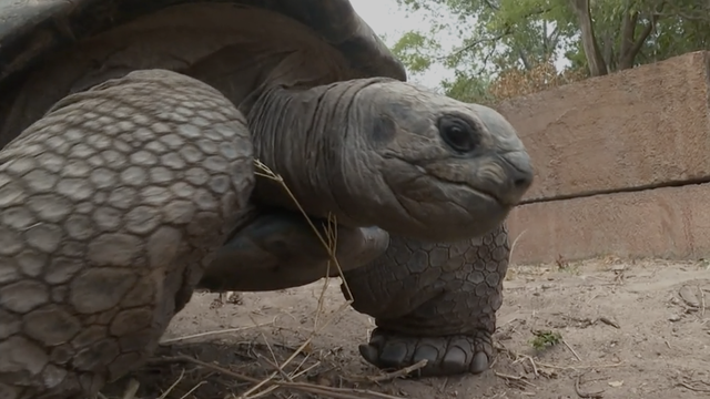 Video: This 500-pound tortoise has been escaping zoos for decades - Vimarsana News