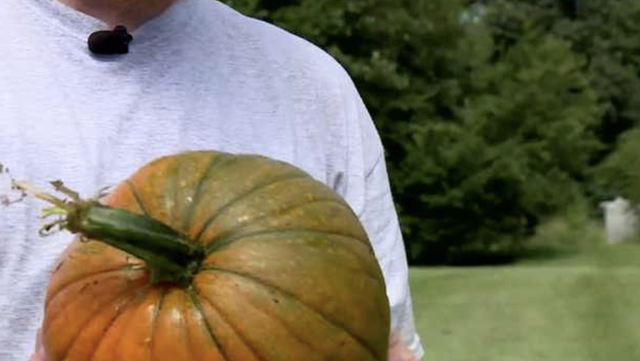Special glow-in-the-dark pumpkins grown for the first time - Vimarsana News