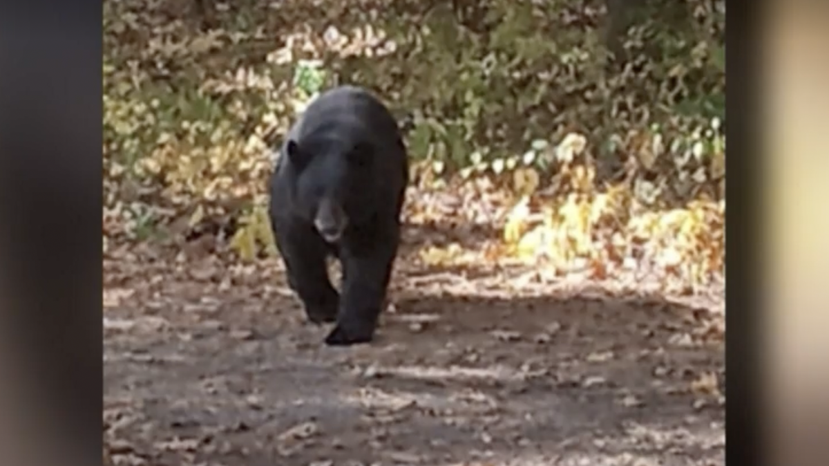 A bear bites Litchfield man and dog in latest CT wildlife incident