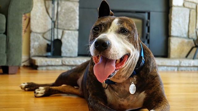 Meet a one-eared dog named "Van Gogh" who paints with his tongue - Vimarsana News