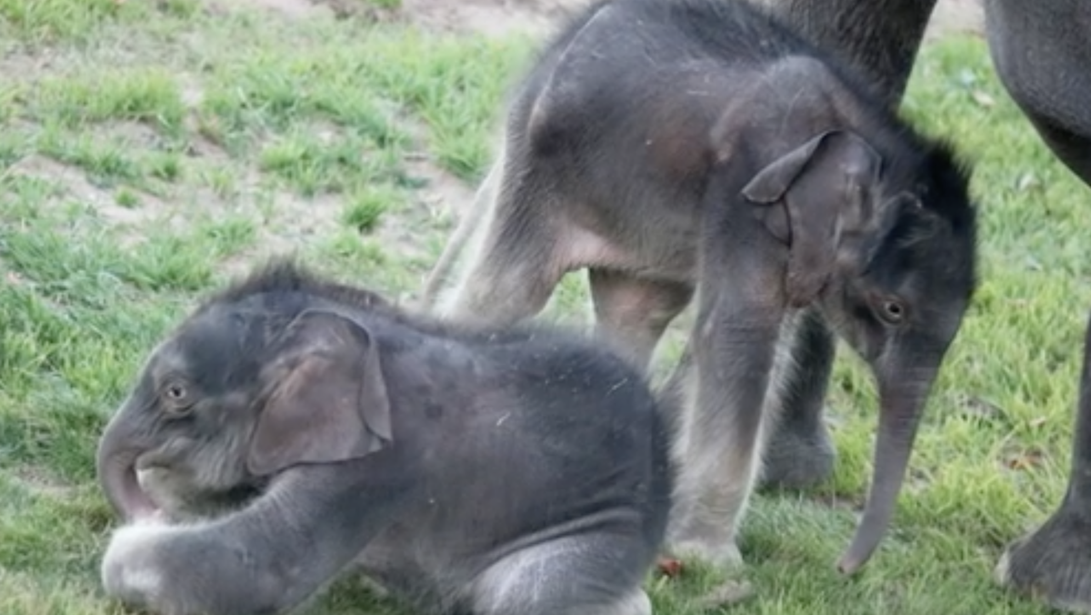 ‘Miracle’ elephant twins born at zoo in New York ‘Miracle’ elephant twins born at zoo in New York