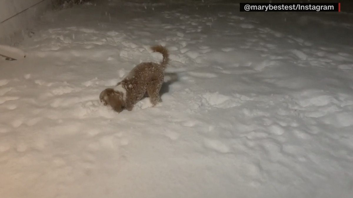 WATCH: Puppy enjoys her first snow experience in New York