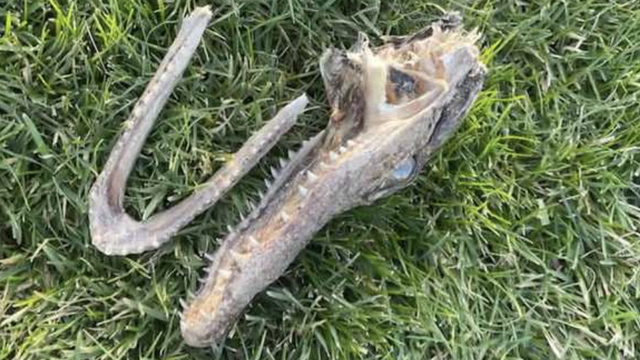 Cat finds severed alligator head in Wisconsin lake - Vimarsana News