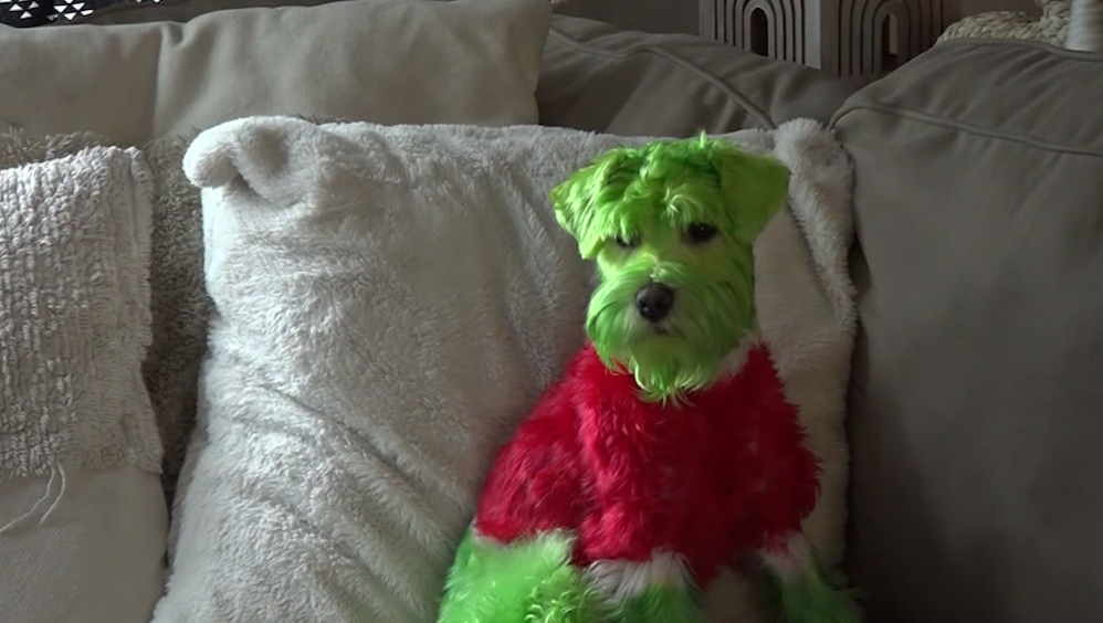 Watch: Dog turns into a grinch for Christmas - Vimarsana News
