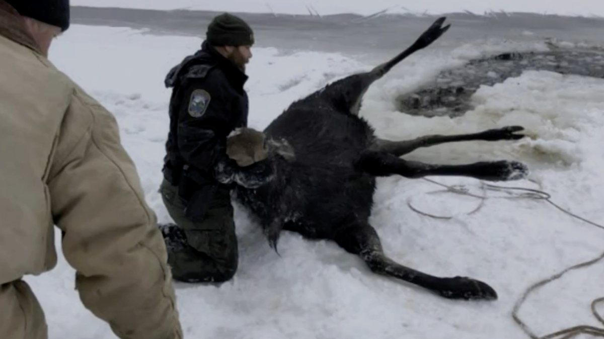 Video Officers rescue moose from frozen lake