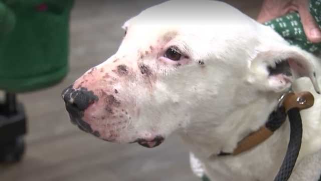 Watch: Dog rescued after living among coyotes in desert for months - Vimarsana News