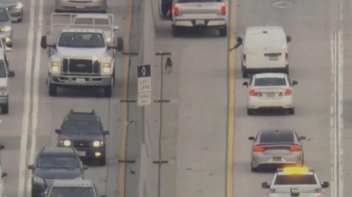 Woman rescues lost dog on busy California freeway