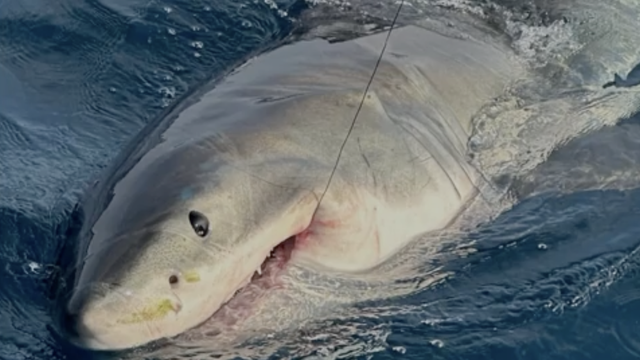 Family catches great white shark during fishing trip in Florida - Vimarsana News