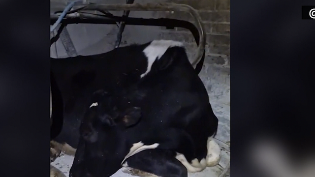 A cow named Doris is getting love for doing something relatable: pretending to sleep to avoid chores - Vimarsana News