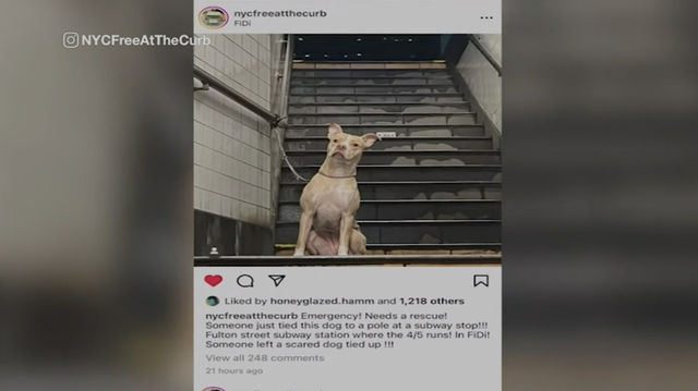 Woman Rescues Dog from N.Y.C. Subway After Seeing Instagram Post