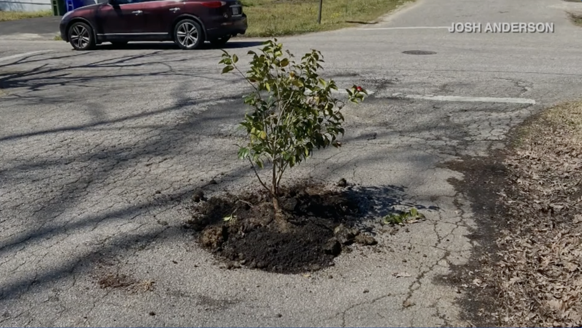 Man plants tree in pothole after city fails to fix it