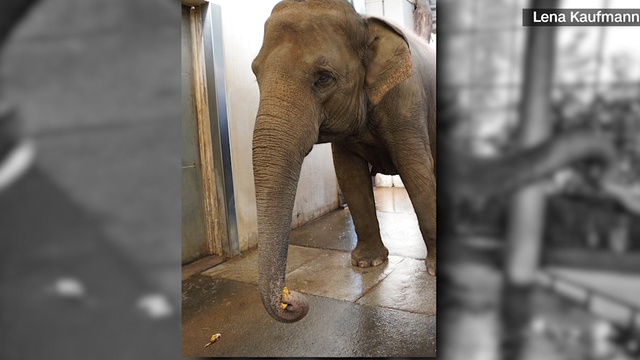 Watch how an elephant peels a banana with its trunk - Vimarsana News