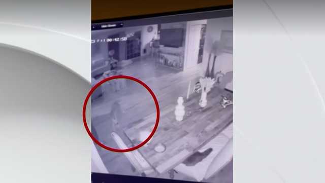 Watch: Coyote faces house cat after sneaking into California home - Vimarsana News