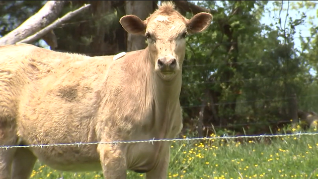How a herd of cows helped North Carolina police capture a suspect on the run - Vimarsana News