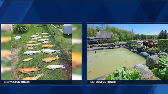 50 fish killed after man allegedly dumps poison in motel koi pond - Vimarsana News
