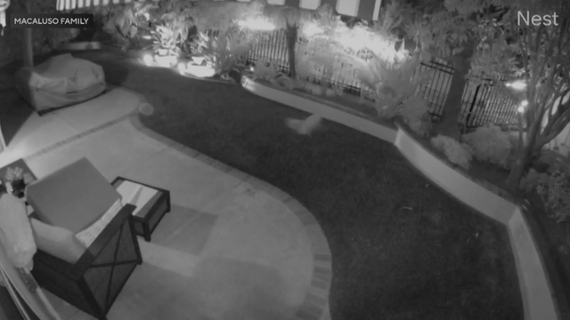 Caught on camera: Brave dog chases away coyotes, saves puppy - Vimarsana News