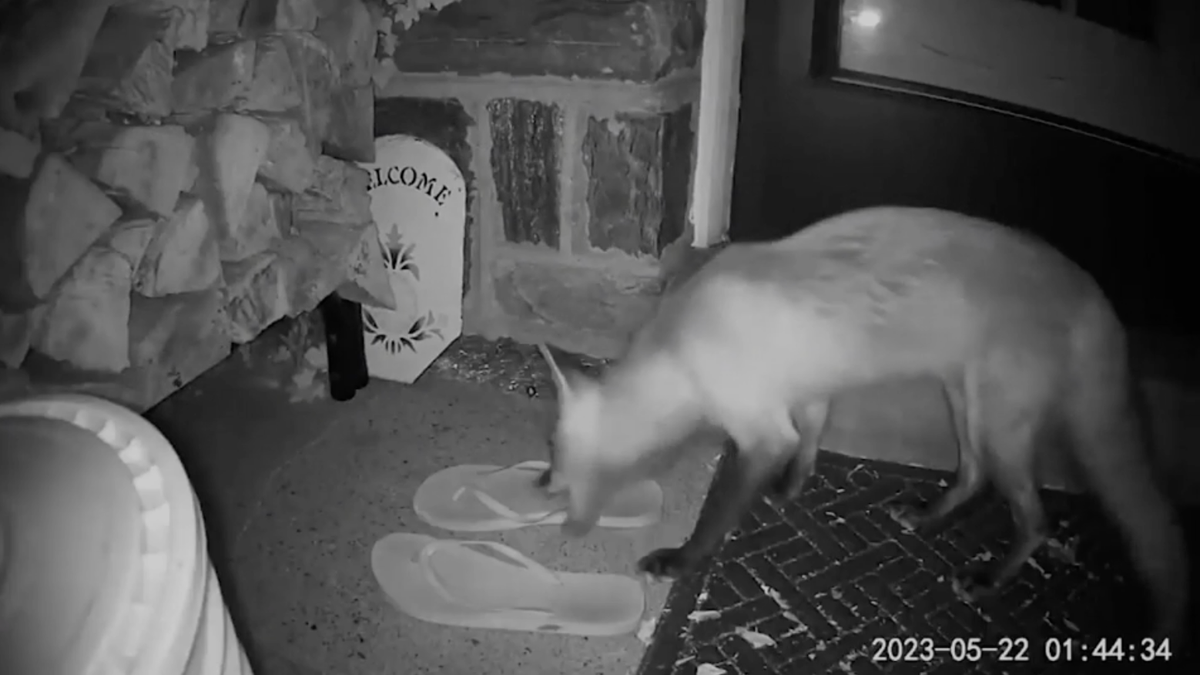 Foxes Take Fairfax Residents' Unguarded Shoes For Use As Toys