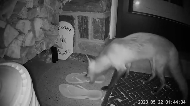 WATCH: Sly foxes stealing shoes, newspapers from residents - Vimarsana News