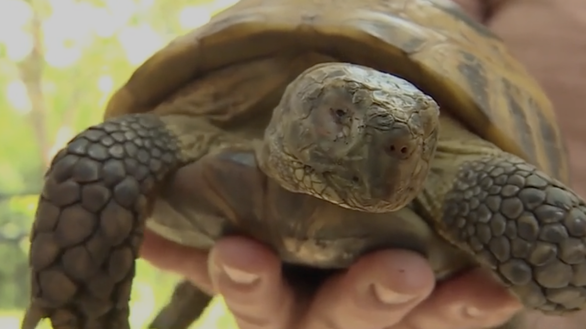 7-year-old Kansas boy helps reunite runaway tortoise with family