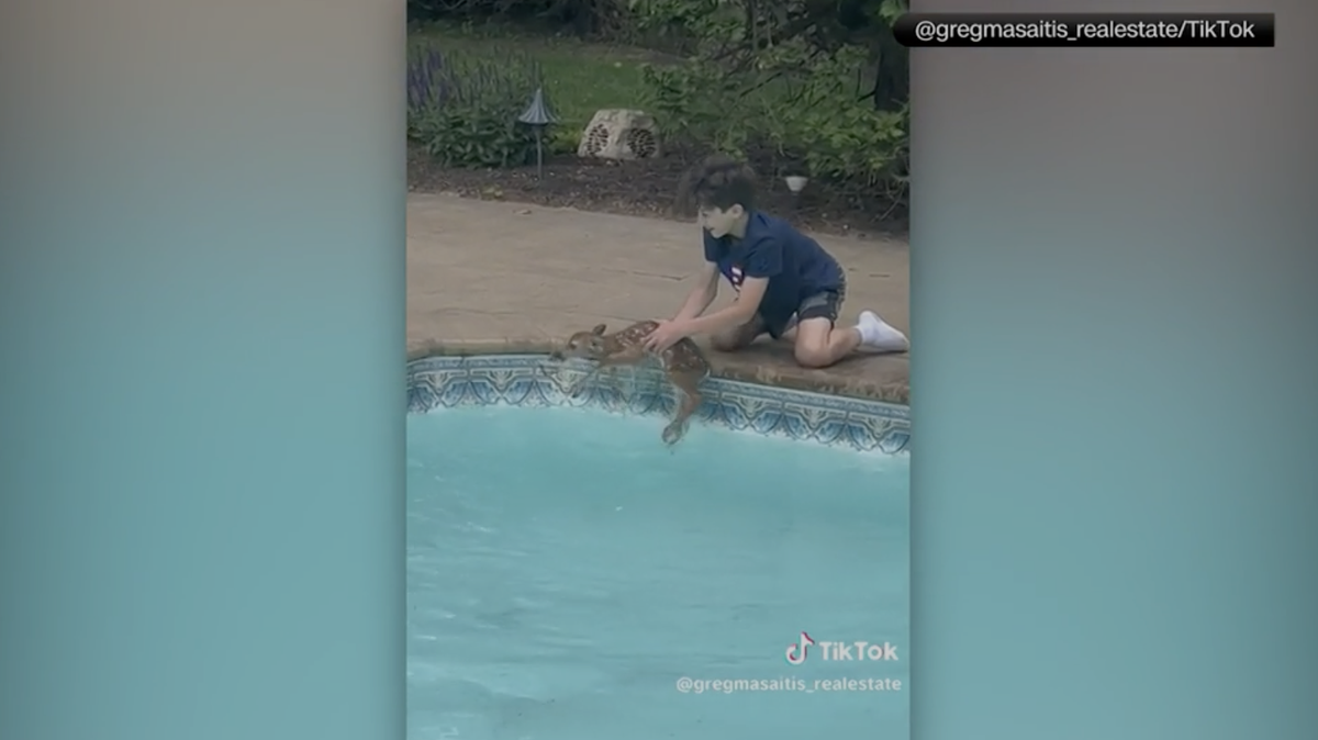 WATCH: Baby deer falls into backyard swimming pool