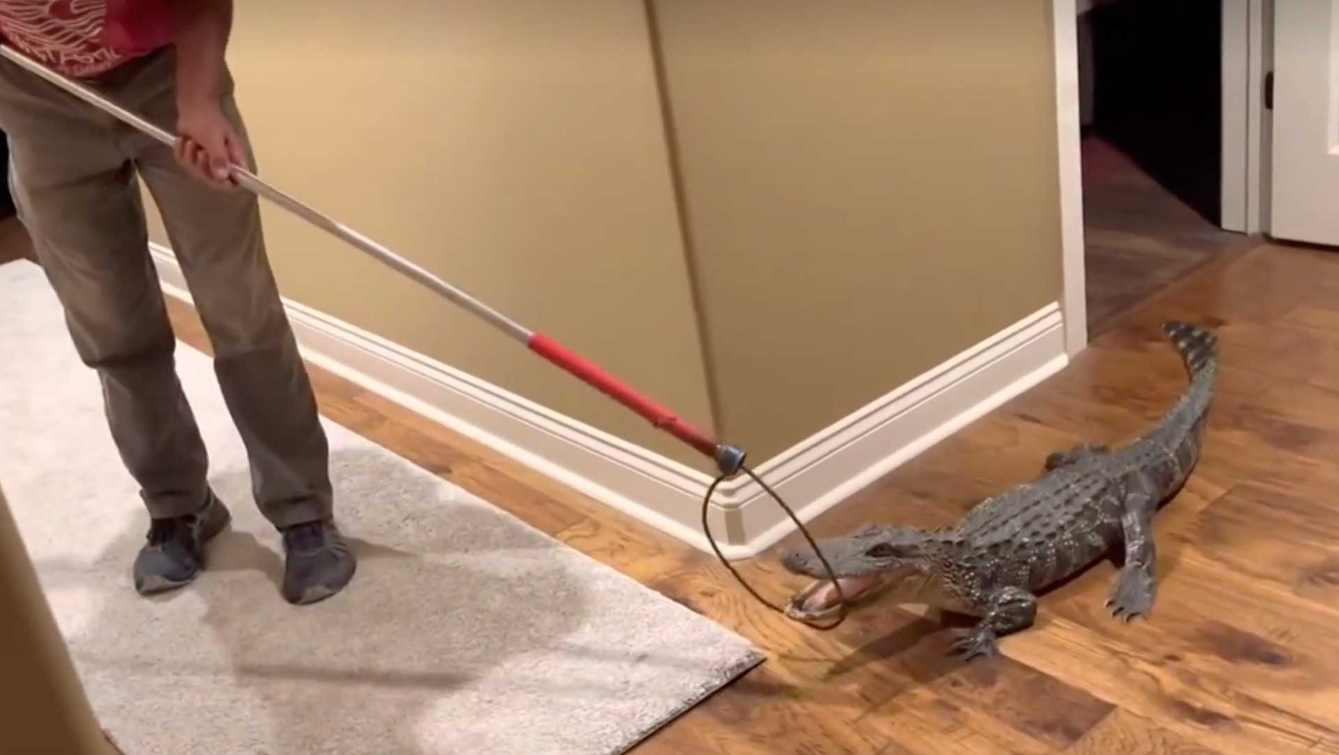 WATCH: Gator sneaks into Louisiana home through dog door - Vimarsana News
