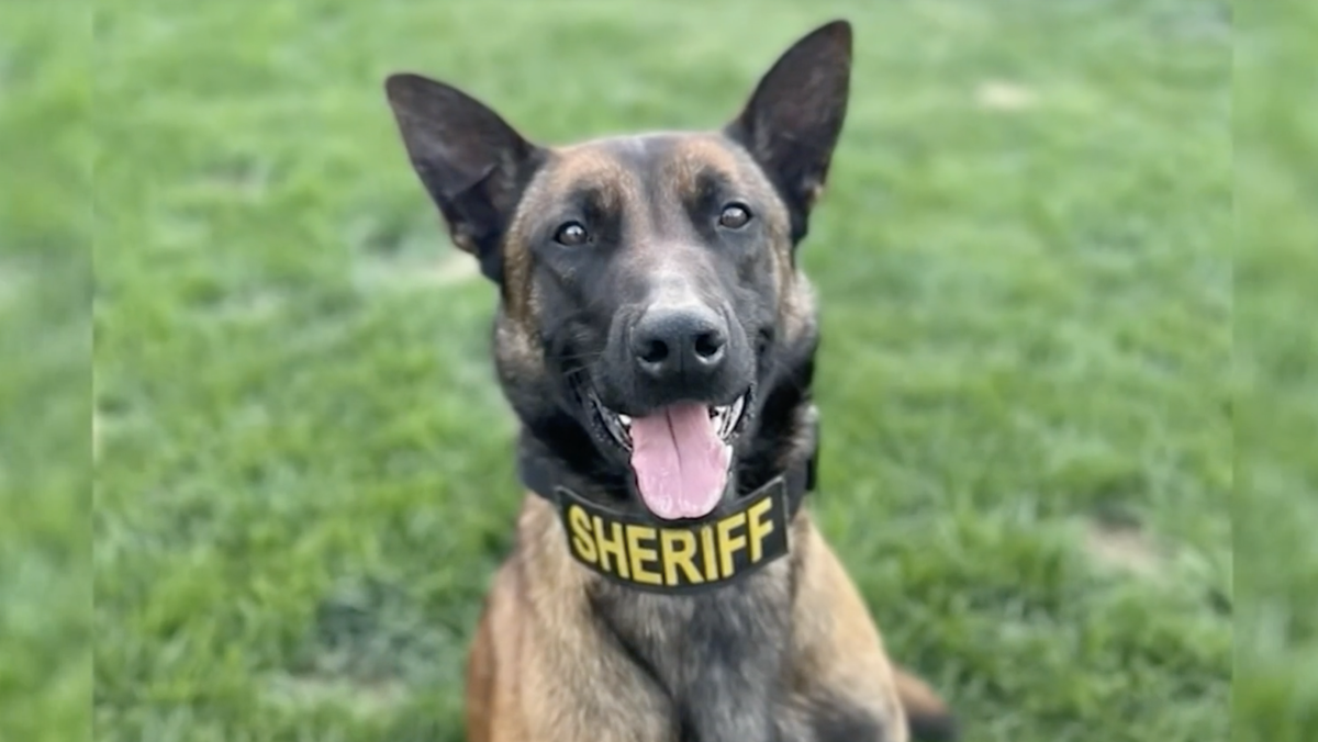 Missing K9 Found After Making New Friend