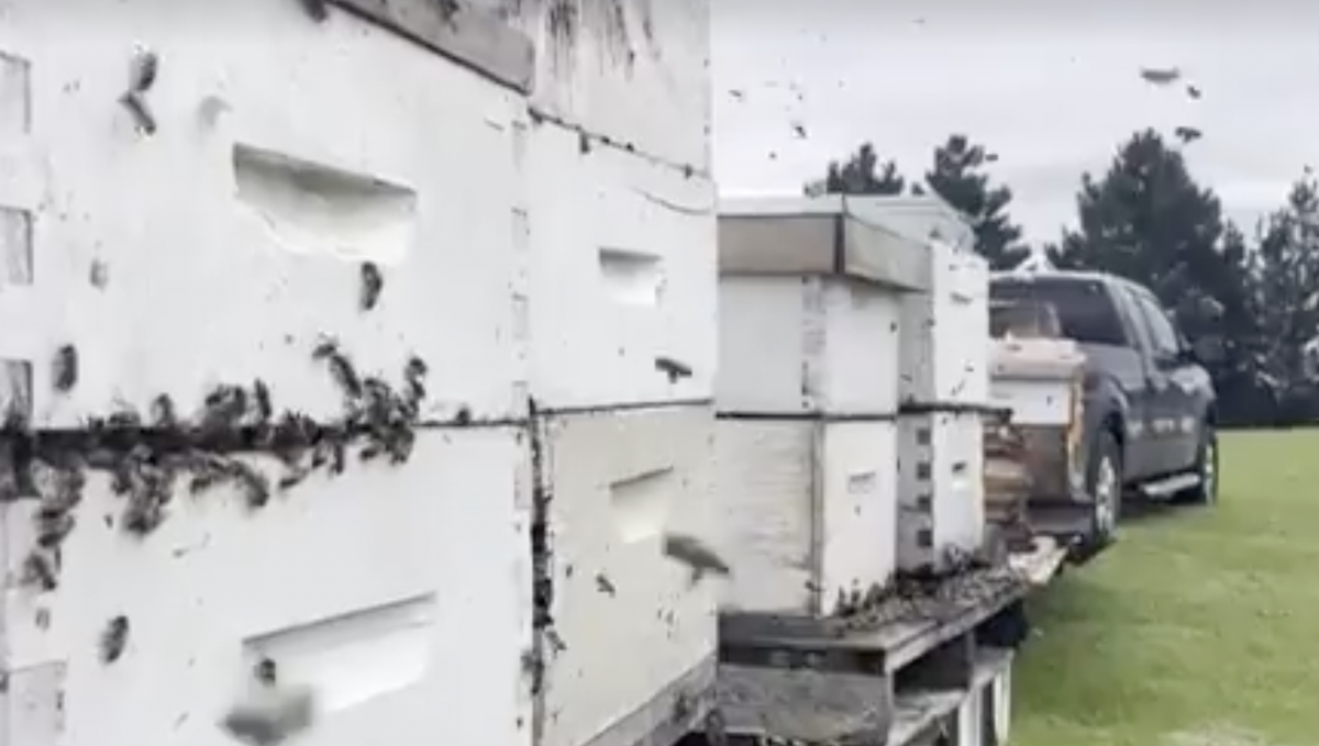 'Quite the scene' 5 million bees fall off truck near Toronto