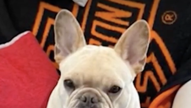 Mass. family's dog dies while in care of woman accused of training scheme - Vimarsana News