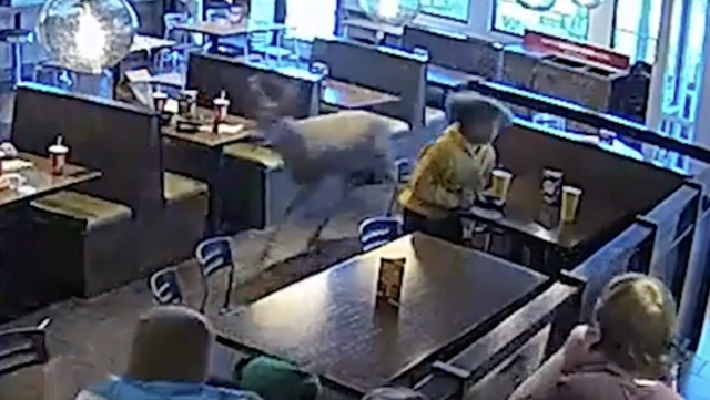 VIDEO: Buck breaks through window during lunch rush at Noodles and Company - Vimarsana News