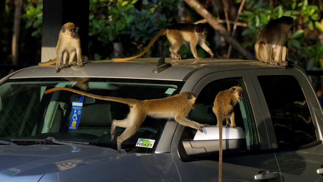 monkeys-near-florida-airport-delight-visitors