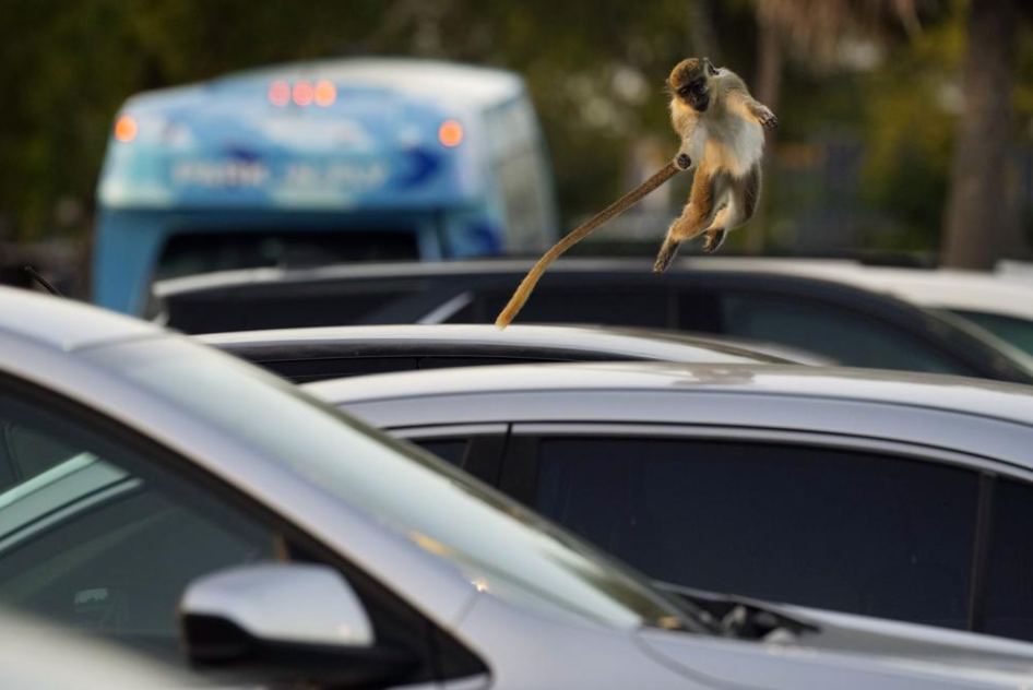 Decades-Long Mystery Of Monkeys Living At Fort Lauderdale Airport Now Solved