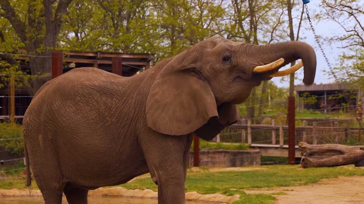 Toledo Zoo's elephant family grows with new calf