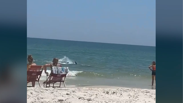 Shark spotted at Gulf Coast beach - Vimarsana News
