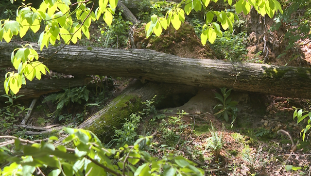 Bella Vista woman says she found a black bear den in her backyard