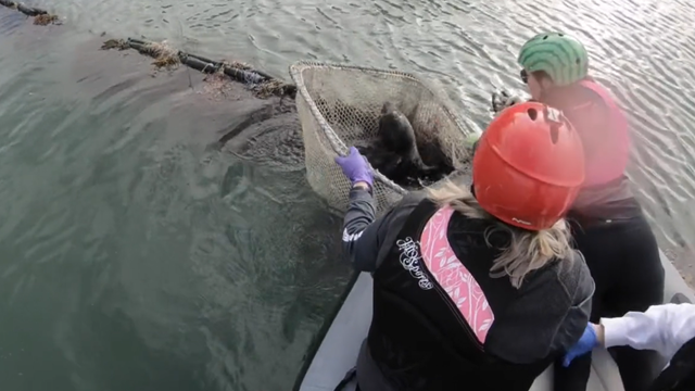 Harbor seal pup found 'severely entangled' in trash rescued in San Francisco - Vimarsana News