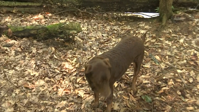 Barking dog leads to arrest of an escaped inmate in Pennsylvania - Vimarsana News