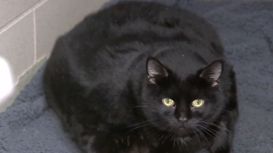 Volunteers helping morbidly obese cats lose weight