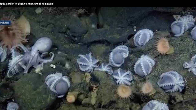 Mystery of octopus garden in ocean's midnight zone solved - Vimarsana News