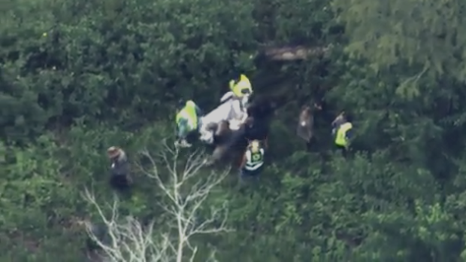 Bear spotted at Disney World prompts closure of parts of Magic Kingdom - Vimarsana News